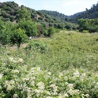 Land plot in Greece