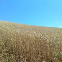 Земельный участок в Греции