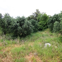 Land plot in Greece, 2000 sq.m.