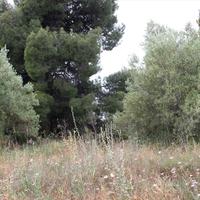 Land plot in Greece