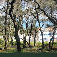 Land plot in Greece, 7000 sq.m.