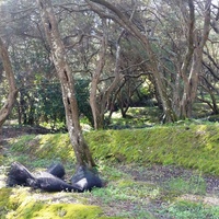 Land plot in Greece, 7000 sq.m.