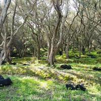 Land plot in Greece, 7000 sq.m.