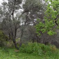 Земельный участок в Греции