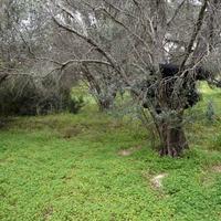 Земельный участок в Греции