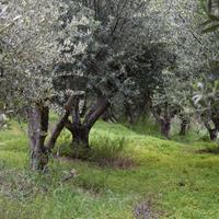 Земельный участок в Греции