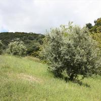 Земельный участок в Греции