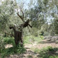 Земельный участок в Греции