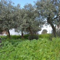 Land plot in Greece