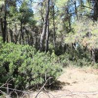 Land plot in Greece