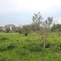 Land plot in Greece