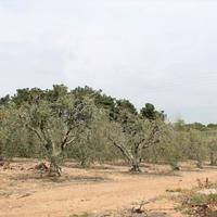 Земельный участок в Греции