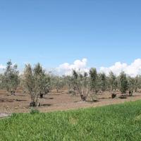 Земельный участок в Греции