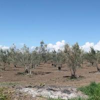 Земельный участок в Греции