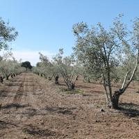 Земельный участок в Греции