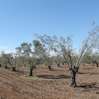 Земельный участок в Греции