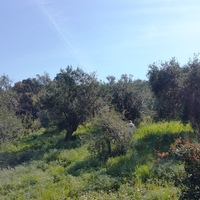 Земельный участок в Греции, 4010 кв.м.