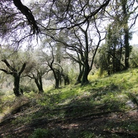 Land plot in Greece, 4400 sq.m.