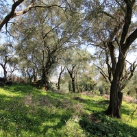 Land plot in Greece, 2550 sq.m.