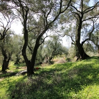 Land plot in Greece, 2550 sq.m.