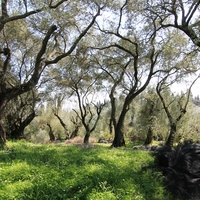 Land plot in Greece, 2550 sq.m.