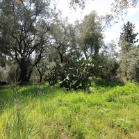 Land plot in Greece, 2550 sq.m.