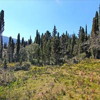 Земельный участок в Греции, 4800 кв.м.