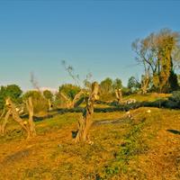 Земельный участок в Греции