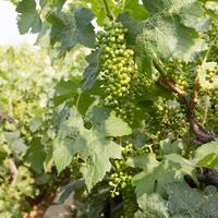 Villa in Greece, 430 sq.m.