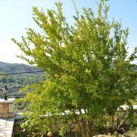 Вилла в Греции, 190 кв.м.