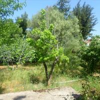 Другое в Греции, 83 кв.м.