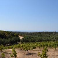 Land plot in Greece, 8300 sq.m.