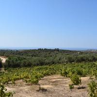 Land plot in Greece, 8300 sq.m.