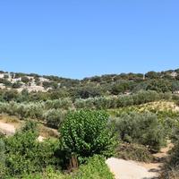 Land plot in Greece, 8300 sq.m.