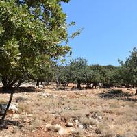 Land plot in Greece, 8300 sq.m.