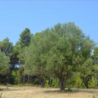 Земельный участок в Греции