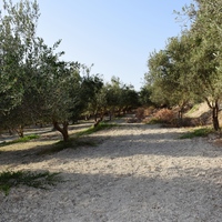 Land plot in Greece, 4000 sq.m.