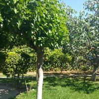 Villa in Greece, 250 sq.m.