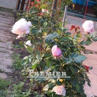 Дом в Болгарии, 130 кв.м.