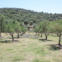 Land plot in Greece