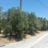 Land plot in Greece, 1091 sq.m.
