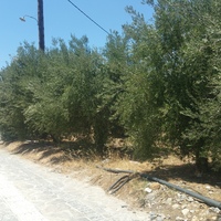 Land plot in Greece, 1091 sq.m.