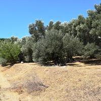 Land plot in Greece, 1000 sq.m.