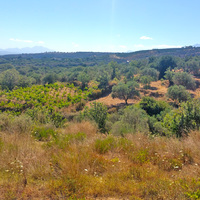 Land plot in Greece, 1000 sq.m.