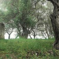 Земельный участок в Греции, 7500 кв.м.