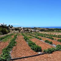 Land plot in Greece, 5000 sq.m.