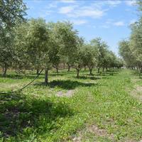 Земельный участок в Греции