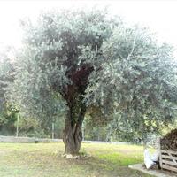 Villa in Greece, 280 sq.m.