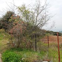 Land plot in Greece