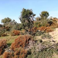 Земельный участок в Греции